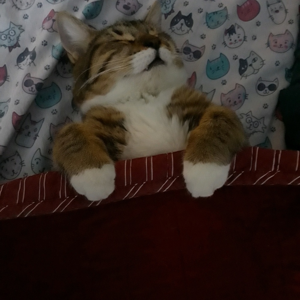 Meet your Posher, Angelica